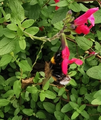 Bombus ruderatus