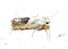 Ponometia libedis