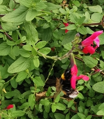 Bombus ruderatus