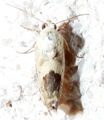 Ponometia libedis