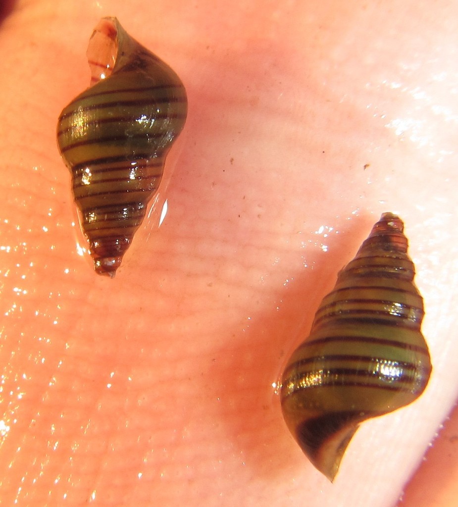Paludomidae