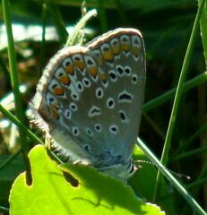 Polyommatus icarus