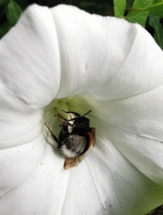Bombus