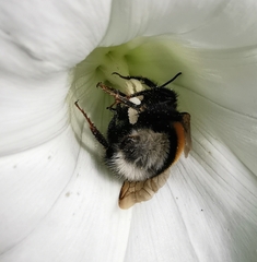 Bombus