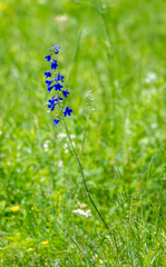 Delphinium laxiflorum
