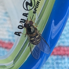 Lapposyrphus lapponicus