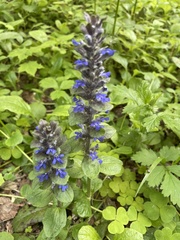 Ajuga reptans