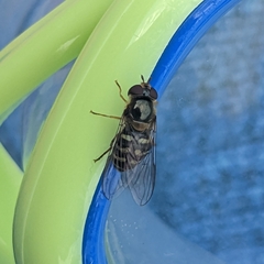 Lapposyrphus lapponicus