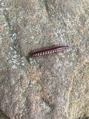 Pseudopolydesmus canadensis
