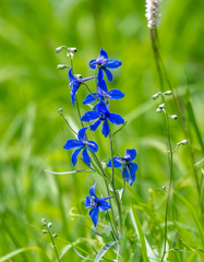 Delphinium laxiflorum