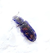 Bitoma quadriguttata