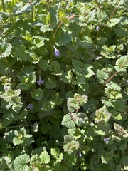 Glechoma hederacea