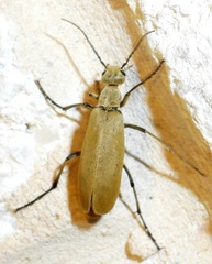 Epicauta immaculata