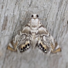 Eoparargyractis irroratalis