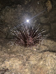 Echinothrix