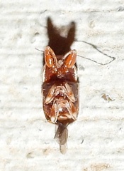 Pachybrachis turbidus