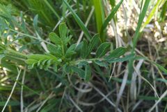 Sibbaldianthe bifurca