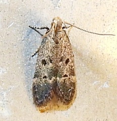 Neodactylota liguritrix