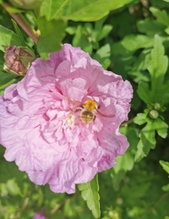 Bombus pascuorum