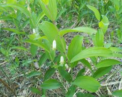 Polygonatum odoratum