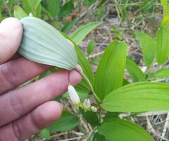 Polygonatum odoratum