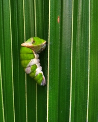 Papilio memnon