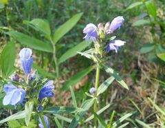 Dracocephalum ruyschiana