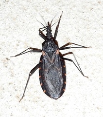 Triatoma gerstaeckeri