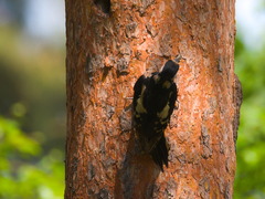Dendrocopos major