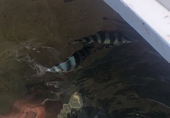 Seriola