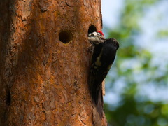 Dendrocopos major