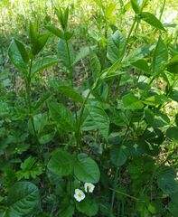Vicia unijuga
