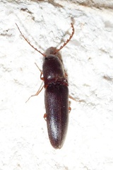 Megapenthes insignis