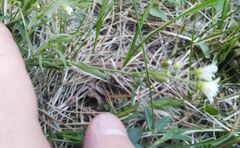 Cerastium arvense
