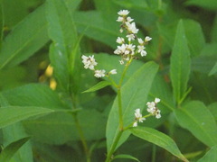Koenigia alpina