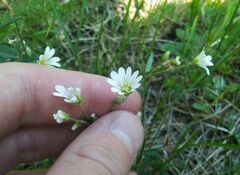 Cerastium arvense