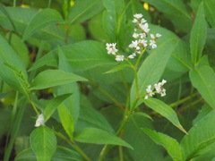 Koenigia alpina