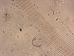 Fragilaria