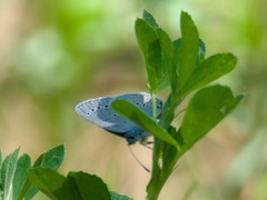 Glaucopsyche lycormas
