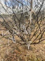 Vachellia stuhlmannii