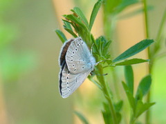 Glaucopsyche lycormas