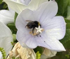Bombus pratorum