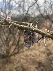 Vachellia stuhlmannii