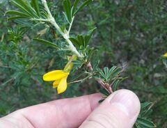 Caragana spinosa