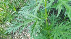 Urtica cannabina