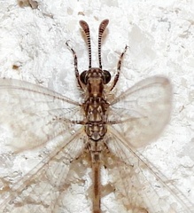 Peruveleon dorsalis