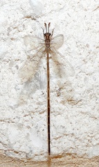 Peruveleon dorsalis