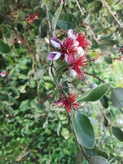 Feijoa