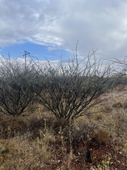 Vachellia stuhlmannii