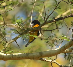 Ploceus bicolor bicolor